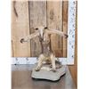 Image 1 : Tamandua Ant Eater Full Body Taxidermy Mount