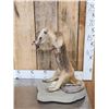 Image 2 : Tamandua Ant Eater Full Body Taxidermy Mount