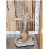 Image 3 : Tamandua Ant Eater Full Body Taxidermy Mount