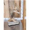 Image 4 : Tamandua Ant Eater Full Body Taxidermy Mount
