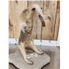 Image 5 : Tamandua Ant Eater Full Body Taxidermy Mount