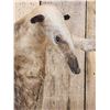 Image 6 : Tamandua Ant Eater Full Body Taxidermy Mount