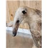 Image 7 : Tamandua Ant Eater Full Body Taxidermy Mount
