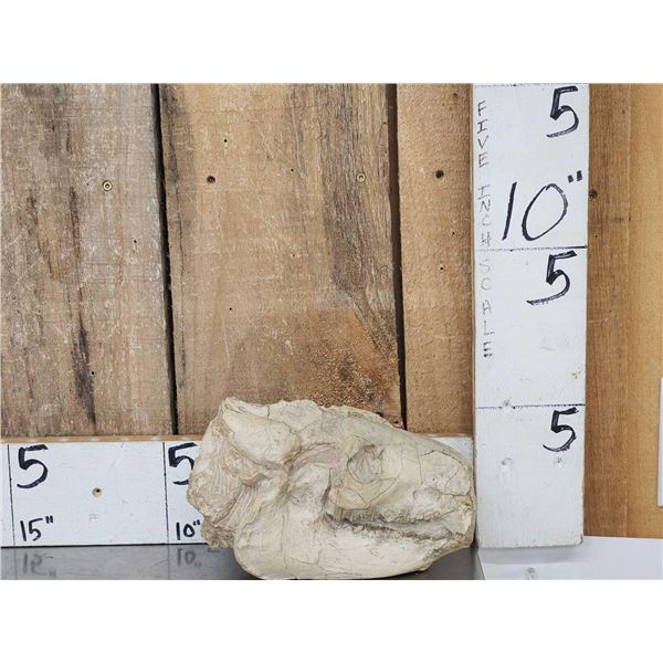 Ancient Fossilized Oreodont Skull