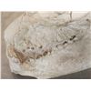 Image 7 : Ancient Fossilized Oreodont Skull