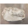 Image 8 : Ancient Fossilized Oreodont Skull