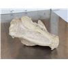 Image 9 : Ancient Fossilized Oreodont Skull