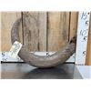 Image 1 : Ancient Partially Fossilized Steppe Bison Horn Core