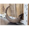 Image 2 : Ancient Partially Fossilized Steppe Bison Horn Core