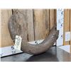 Image 3 : Ancient Partially Fossilized Steppe Bison Horn Core