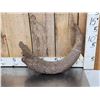 Image 5 : Ancient Partially Fossilized Steppe Bison Horn Core