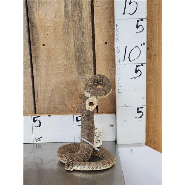 Rattlesnake Full Body Taxidermy Mount