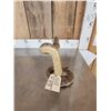 Image 3 : Rattlesnake Full Body Taxidermy Mount