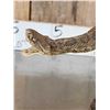 Image 4 : Rattlesnake Full Body Taxidermy Mount