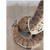 Image 5 : Rattlesnake Full Body Taxidermy Mount