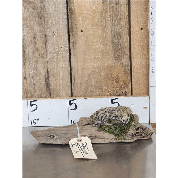 Baby African Serval Cat Full Body Taxidermy Mount