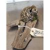 Image 4 : Baby African Serval Cat Full Body Taxidermy Mount