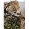 Image 6 : Baby African Serval Cat Full Body Taxidermy Mount