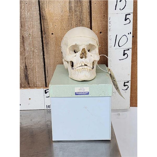 Vintage Authentic Human Skull Medical Teaching Specimen