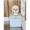 Image 1 : Vintage Authentic Human Skull Medical Teaching Specimen