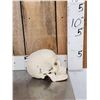 Image 4 : Vintage Authentic Human Skull Medical Teaching Specimen