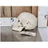Image 5 : Vintage Authentic Human Skull Medical Teaching Specimen