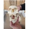 Image 7 : Vintage Authentic Human Skull Medical Teaching Specimen