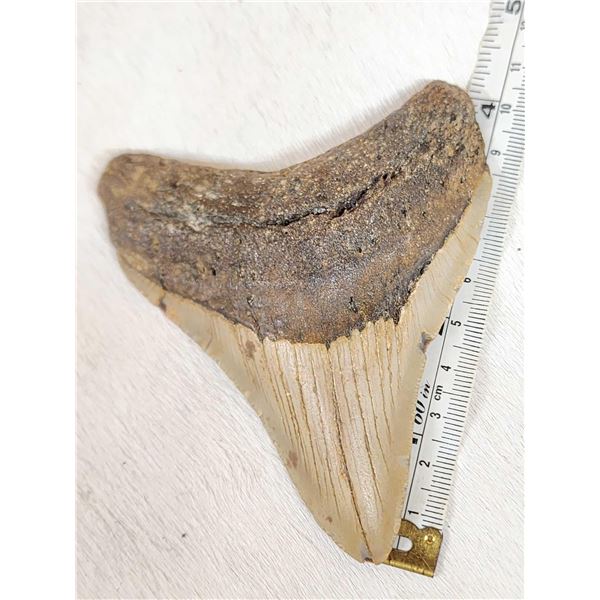 Fossilized Megalodon Shark Tooth