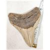 Image 1 : Fossilized Megalodon Shark Tooth