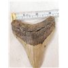 Image 3 : Fossilized Megalodon Shark Tooth
