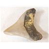 Image 5 : Fossilized Megalodon Shark Tooth