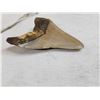 Image 6 : Fossilized Megalodon Shark Tooth