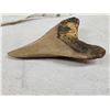 Image 7 : Fossilized Megalodon Shark Tooth