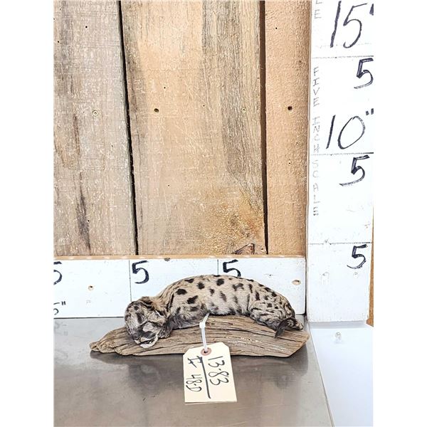 Baby Mountain Lion Cougar Full Body Taxidermy Mount
