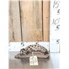 Image 1 : Baby Mountain Lion Cougar Full Body Taxidermy Mount