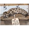 Image 2 : Baby Mountain Lion Cougar Full Body Taxidermy Mount
