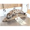 Image 3 : Baby Mountain Lion Cougar Full Body Taxidermy Mount