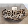 Image 4 : Baby Mountain Lion Cougar Full Body Taxidermy Mount