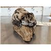 Image 5 : Baby Mountain Lion Cougar Full Body Taxidermy Mount