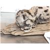 Image 6 : Baby Mountain Lion Cougar Full Body Taxidermy Mount