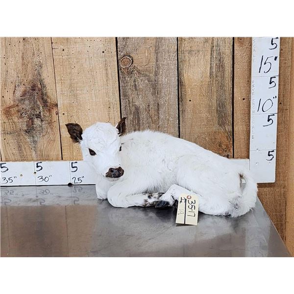 Baby British White Beef Calf Full Body Taxidermy Mount