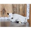 Image 1 : Baby British White Beef Calf Full Body Taxidermy Mount