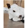 Image 3 : Baby British White Beef Calf Full Body Taxidermy Mount