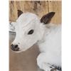Image 4 : Baby British White Beef Calf Full Body Taxidermy Mount