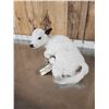 Image 5 : Baby British White Beef Calf Full Body Taxidermy Mount