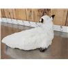 Image 6 : Baby British White Beef Calf Full Body Taxidermy Mount