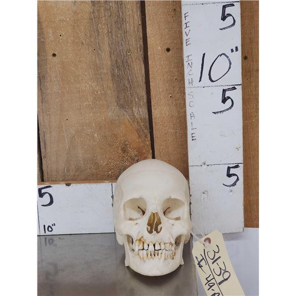 Authentic Human Skull Medical Teaching Specimen