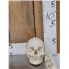 Image 1 : Authentic Human Skull Medical Teaching Specimen