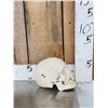 Image 2 : Authentic Human Skull Medical Teaching Specimen