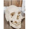 Image 3 : Authentic Human Skull Medical Teaching Specimen